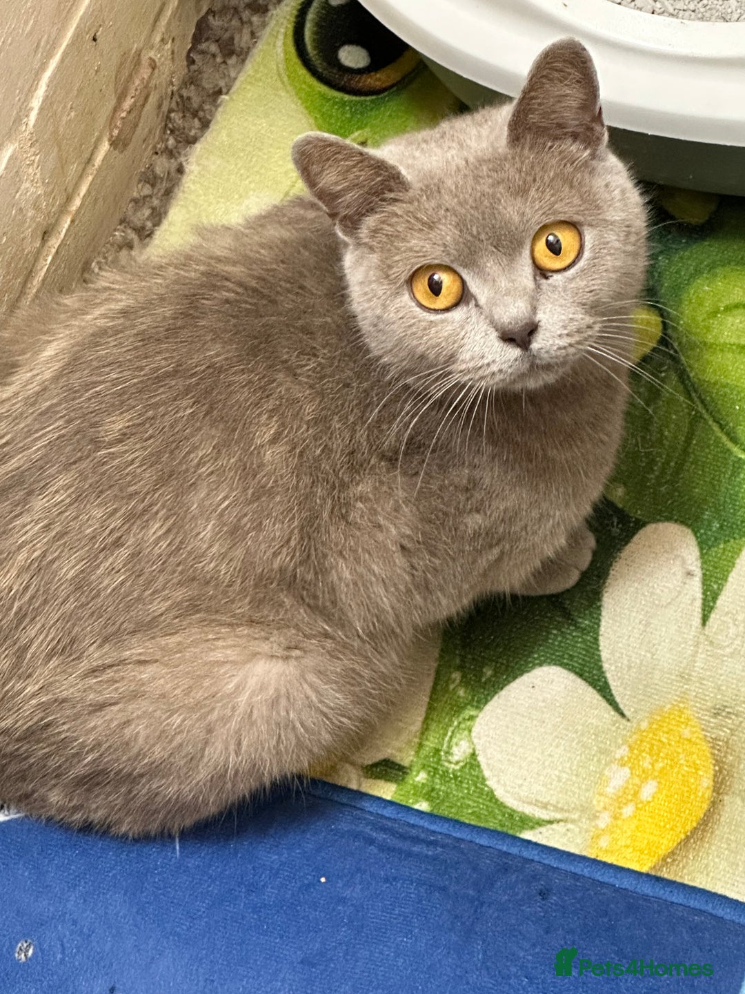 British Shorthair cats for sale: Kittens British shorthair mixed  - Image 12