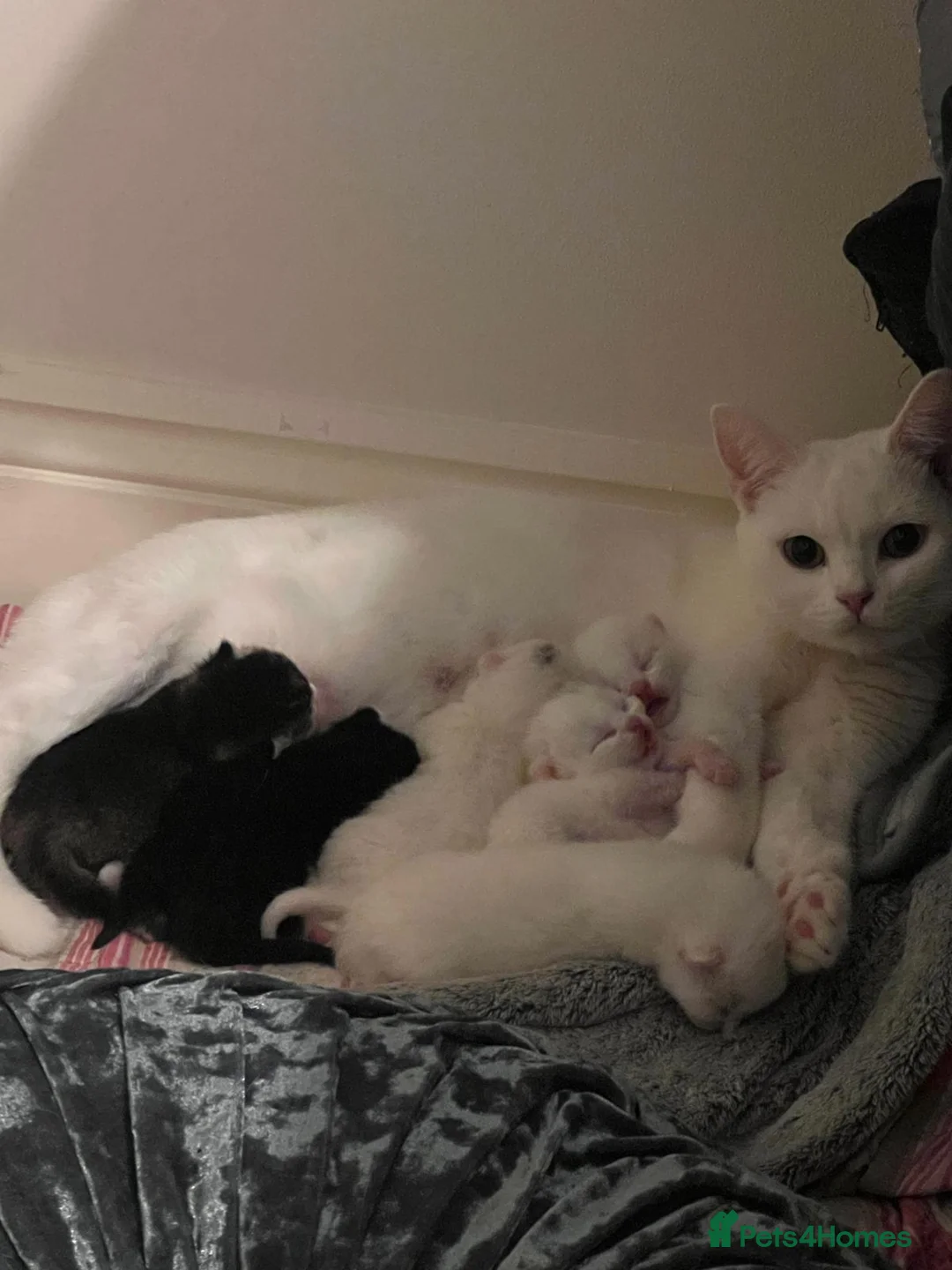 Mixed Breed cats for sale: Kittens - Advert 1