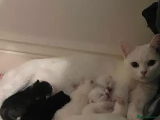 Mixed Breed cats Kittens - Advert 7