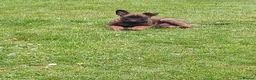 Belgian Shepherd Dog dogs for sale: Belgian Malinois knpv x ring sport fci ikc reg in Omagh - Advert 20