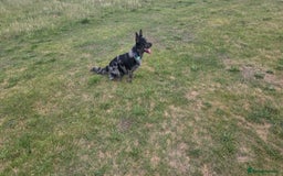 Mixed Breed dogs for stud: Our beautiful boy Patch in Ashford - Image 3