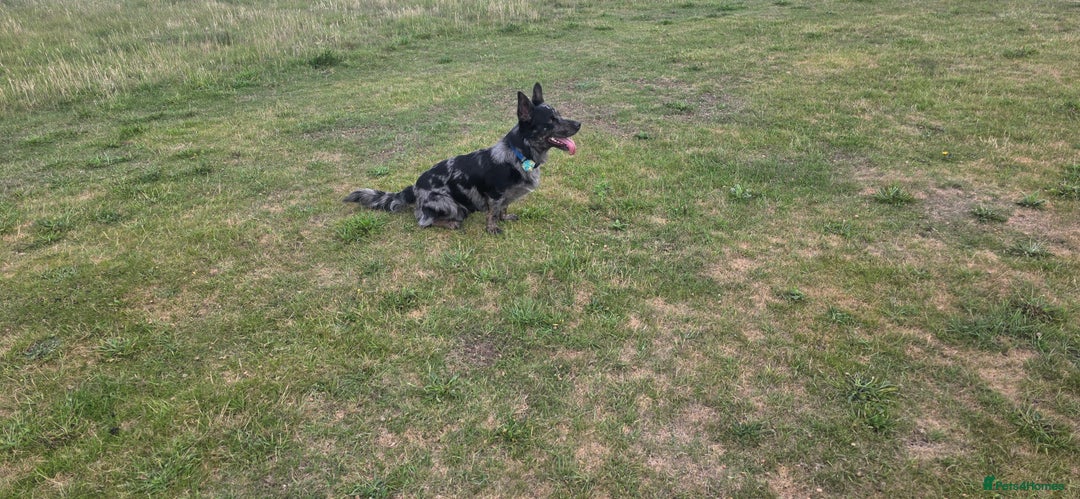 Mixed Breed dogs for stud: Our beautiful boy Patch in Ashford - Image 3