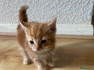 Domestic Shorthair cats 2 cute boy kittens looking for a forever home - Advert 1
