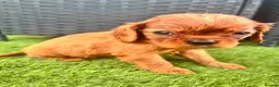 Cavalier King Charles Spaniel dogs for sale: Cavalier King Charles puppies - Advert 12