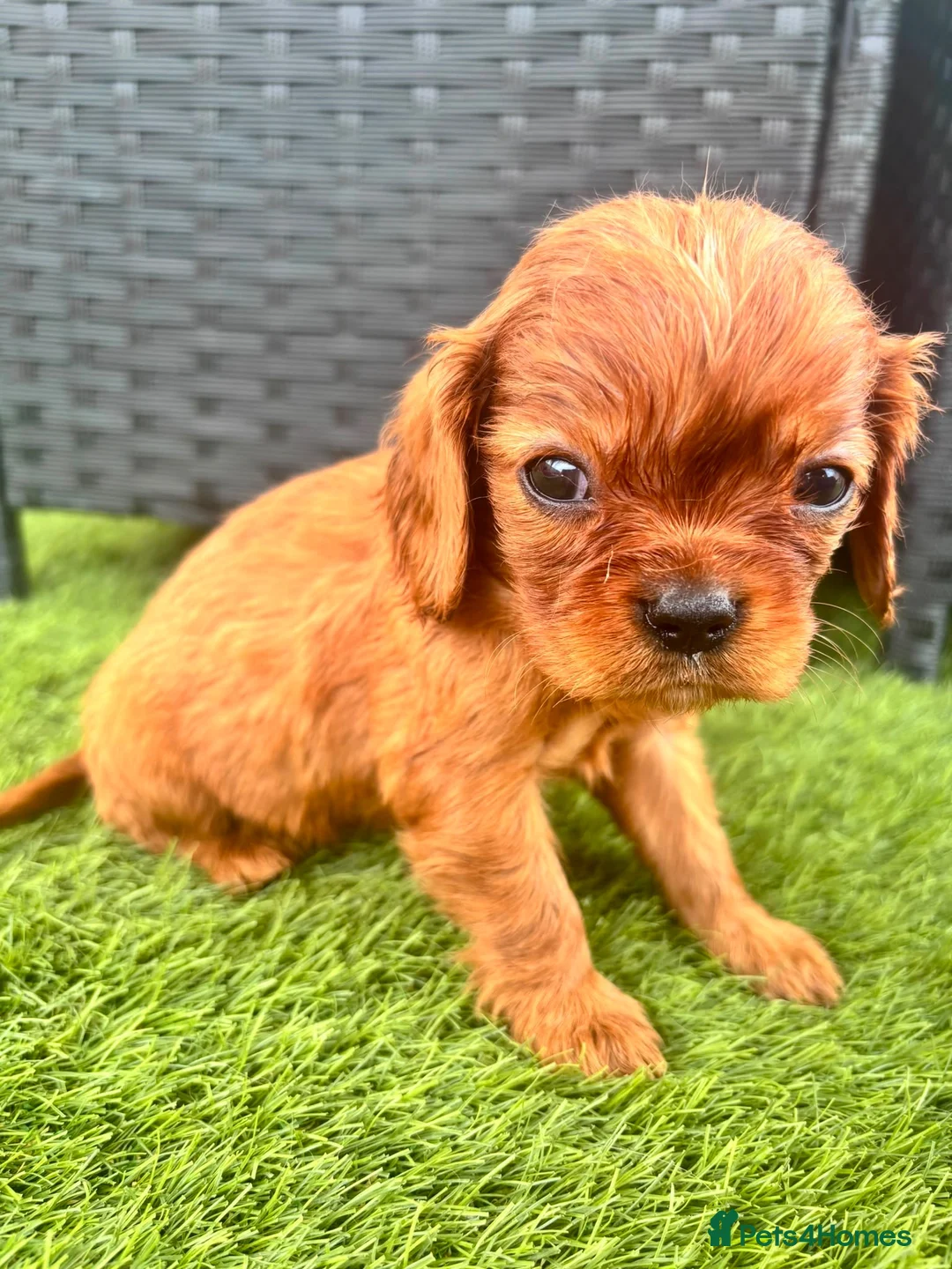 Cavalier King Charles Spaniel dogs for sale: Cavalier King Charles puppies - Advert 12