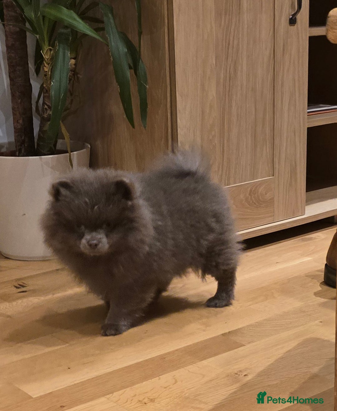 Pomeranian dogs for sale: Stunningly beautiful Pomeranian babies - Advert 17