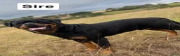 Rottweiler dogs for sale: Beautiful KC Rottweiler puppies ready 18.10.26 - Advert 15