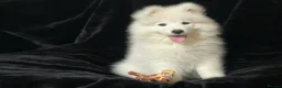 Samoyed dogs for sale: Beautiful Samoyed Puppies from Champion Father - Advert 7