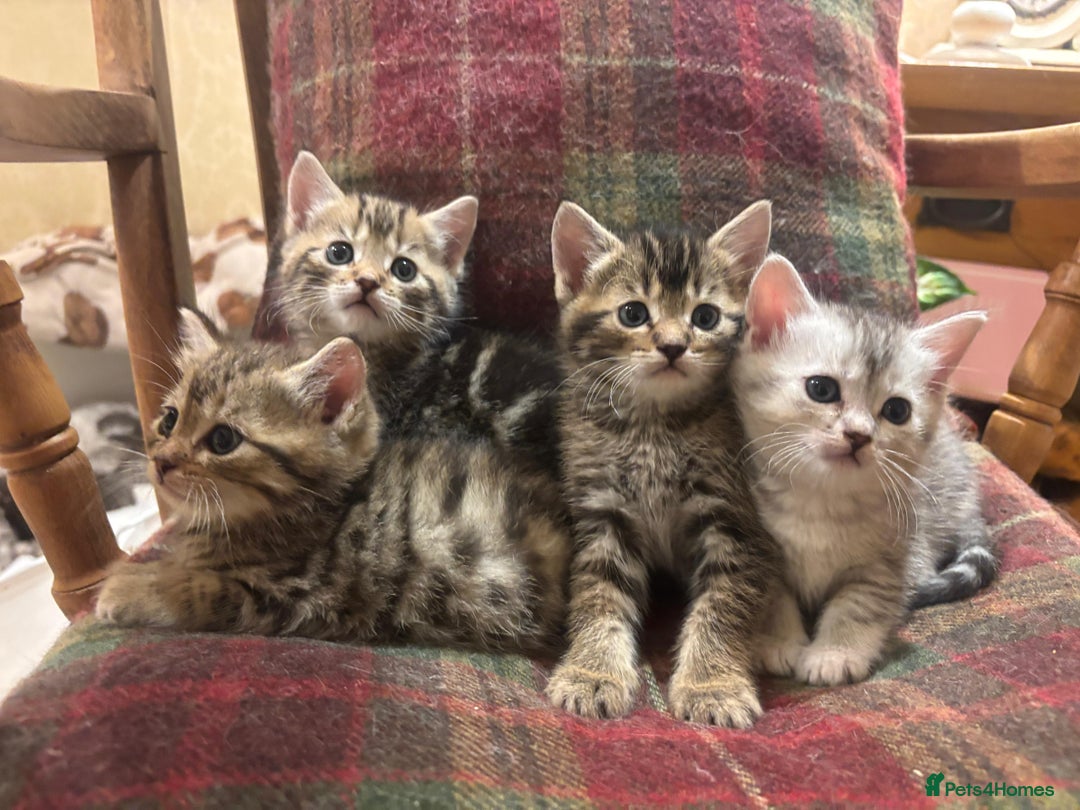 Mixed Breed cats for sale: 4 Persian chinchilla mix breed kittens  - Image 21