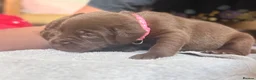 Labrador Retriever dogs for sale: Beautiful Chocolate & Black Labrador Puppies in Torquay - Advert 29