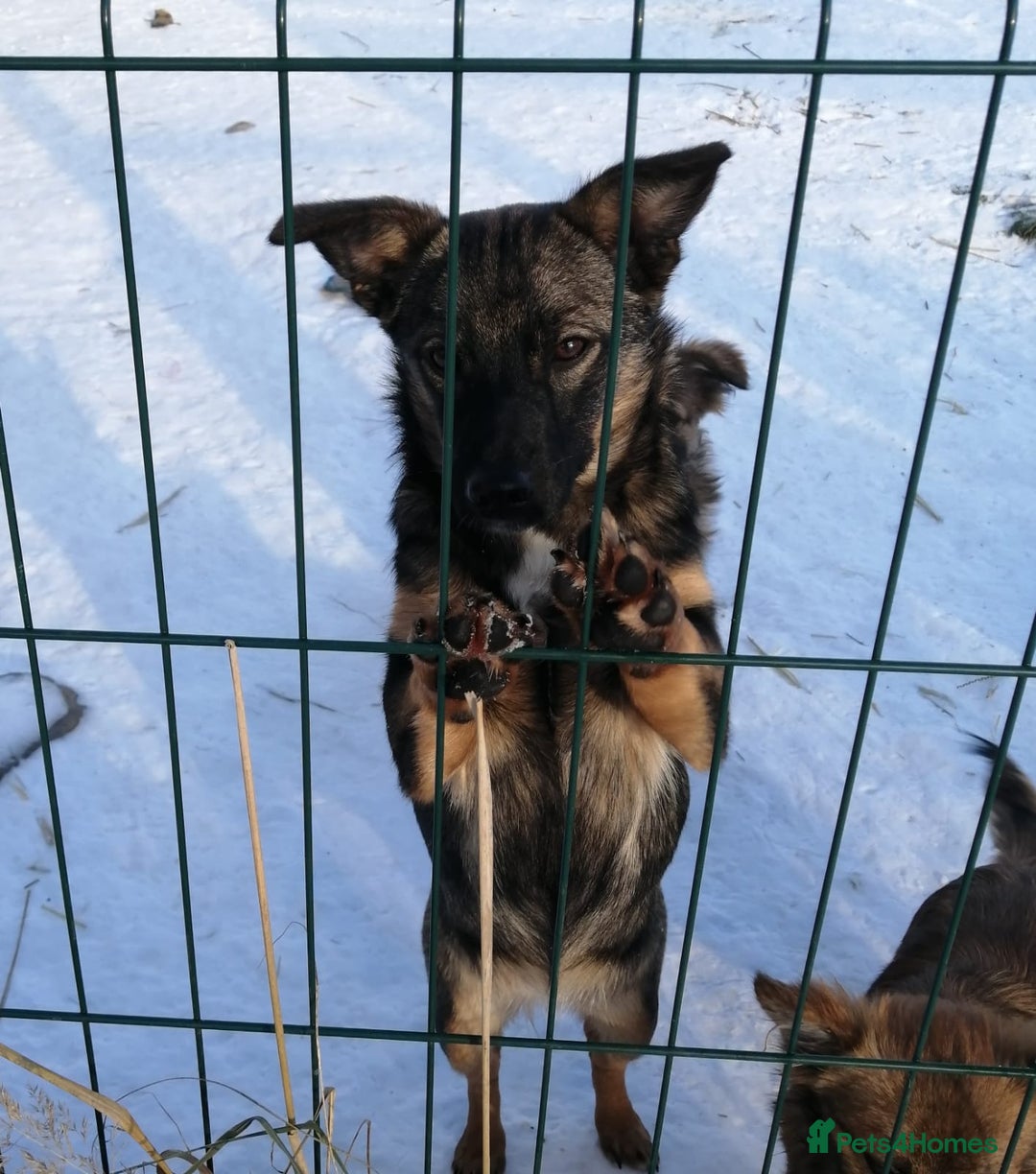 Mixed Breed dogs for adoption: ❤️NIKA & LIKA❤️ - 7 months wonderful small girls - Advert 11