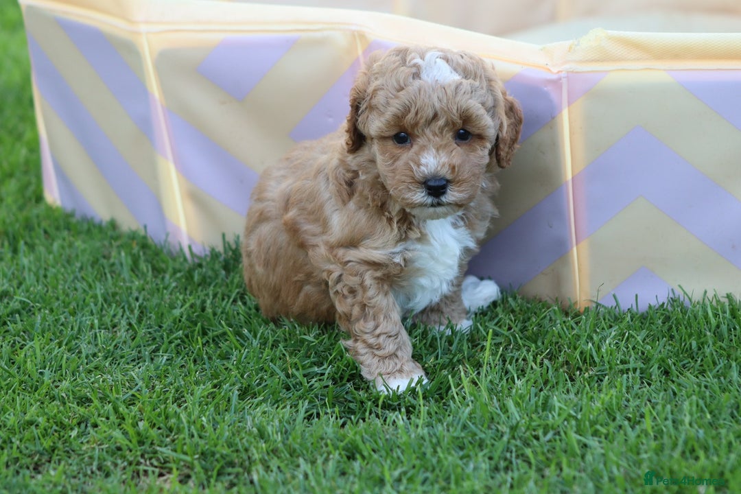 Cavapoochon dogs for sale: Cavapoochon puppies for sale - Image 8