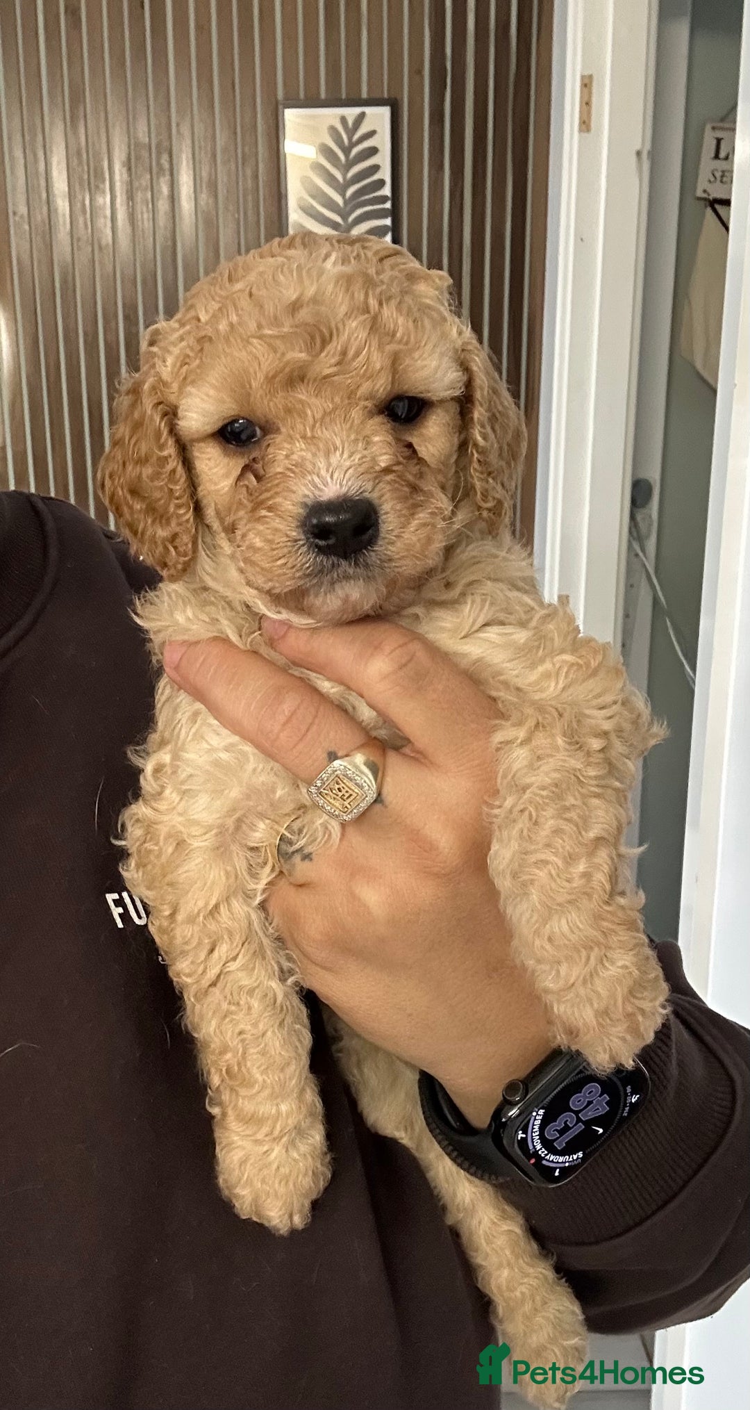 Cavapoo dogs for sale: Amazing quality litter of F1B Cavapoos  - Advert 12