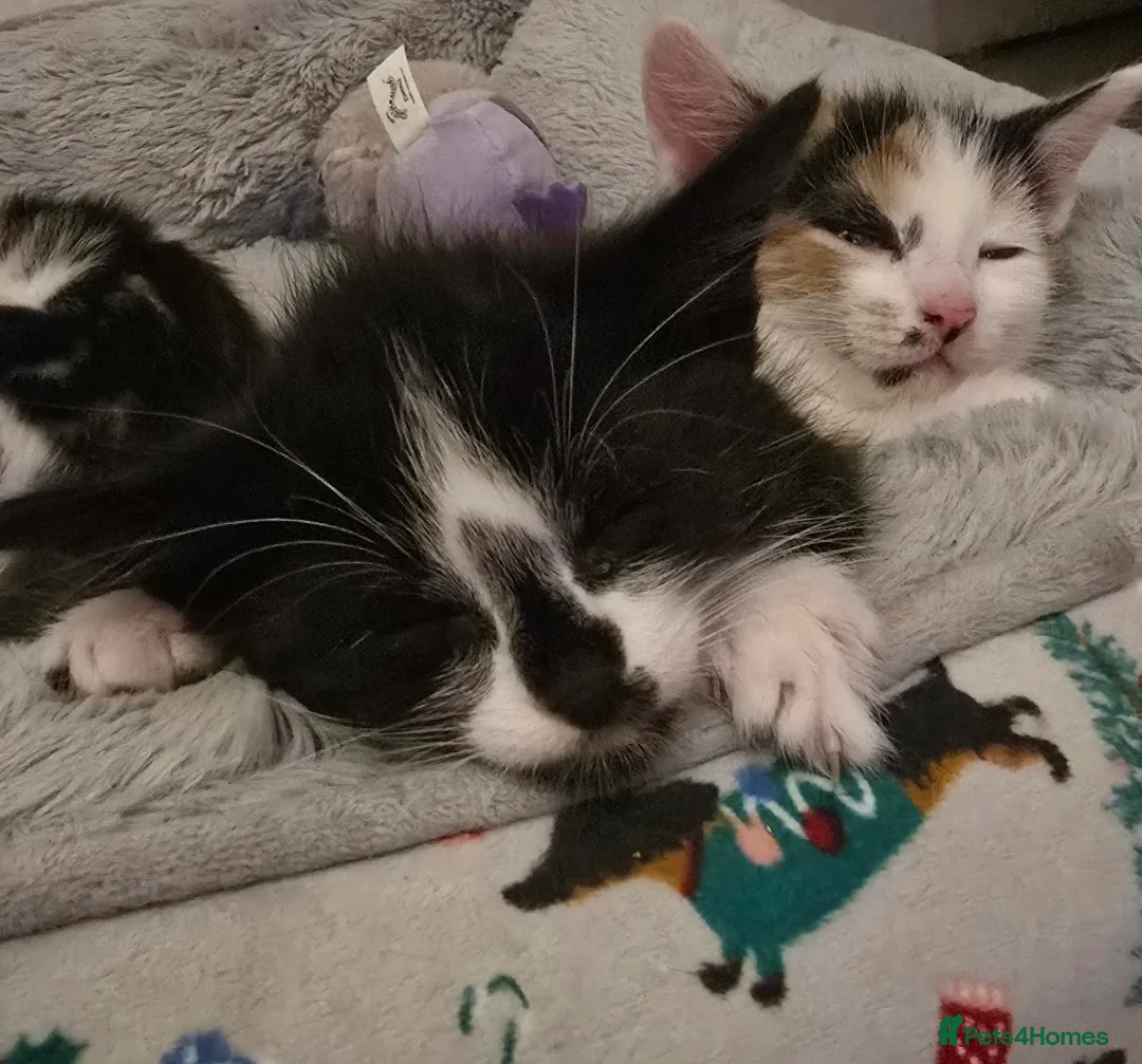 Mixed Breed cats for sale: Beautiful tabby kittens - Advert 6