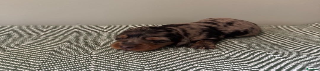 Miniature Dachshund Puppy 6