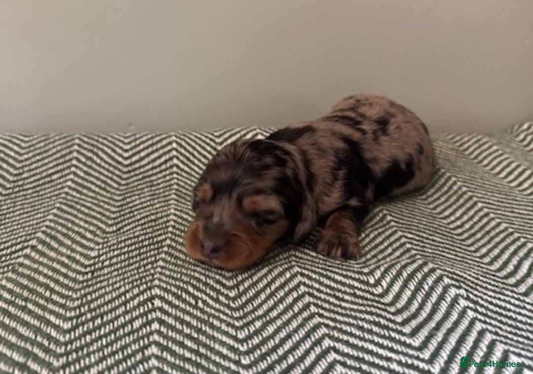 Miniature Dachshund dogs for sale: KC Long haired miniature dachshund puppies - Image 14