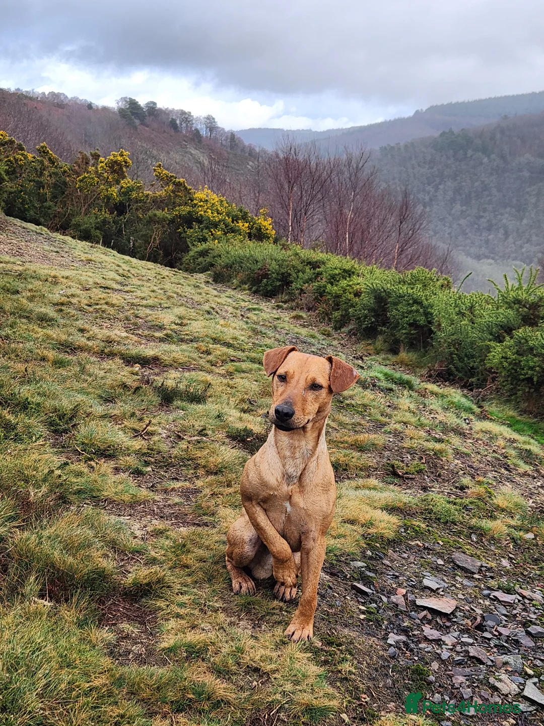 Patterdale Terrier dogs for stud: Outstanding Red Grizzle-Patterdale Stud - Advert 6