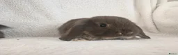 Mini Lop rabbits for sale: Beautiful Mini Lop Bunnies  - Advert 7