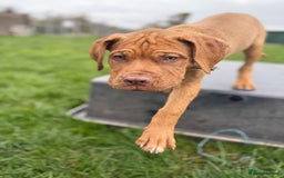 Dogue De Bordeaux dogs for sale: Dogue de Bordeaux Puppy - 3 months old - Image 6