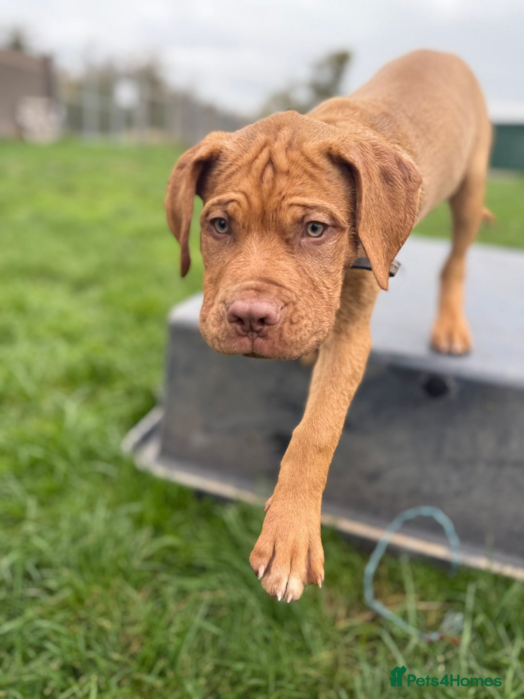 Dogue De Bordeaux dogs for sale: Dogue de Bordeaux Puppy - 3 months old - Image 6