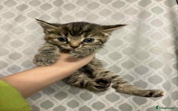 British Longhair cats for sale: Gorgeous british long hair kittens  - Image 4