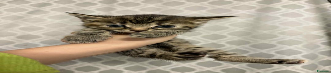 British Longhair Kitten 3