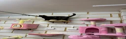 Domestic Shorthair cats for sale: 2 Gorgeous Girls for Re-homing - Advert 34