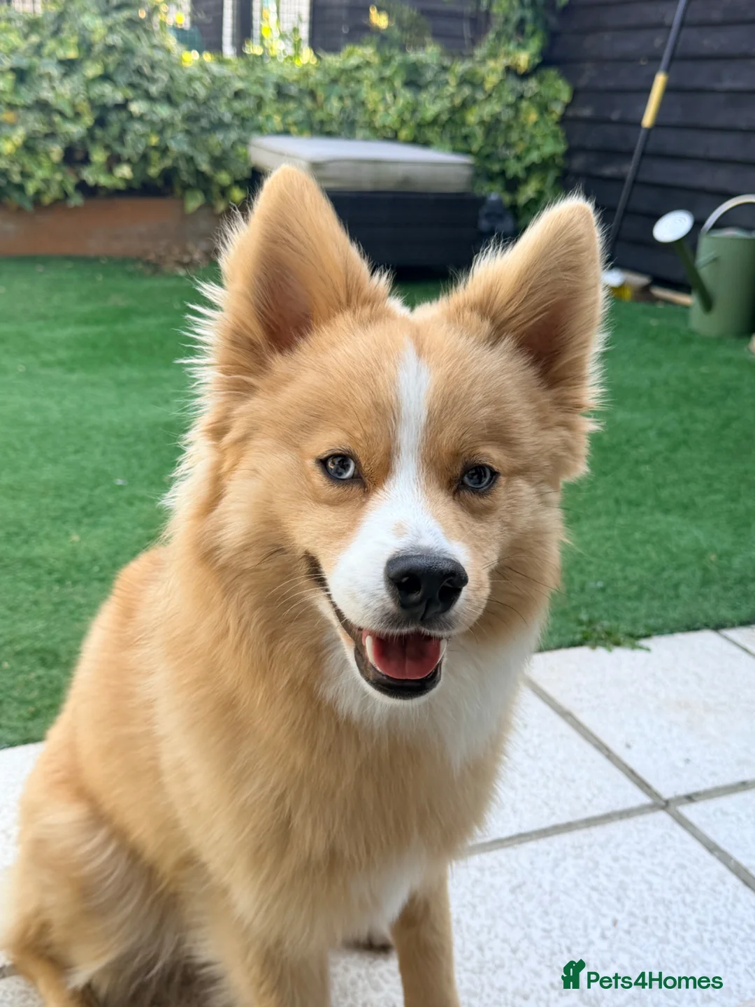Pomsky dogs for sale: Beautiful Blue Eyed Yoshi  - Advert 5