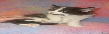 Black & White Longhaired