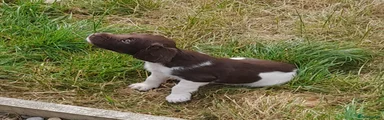 English Springer Spaniel 1