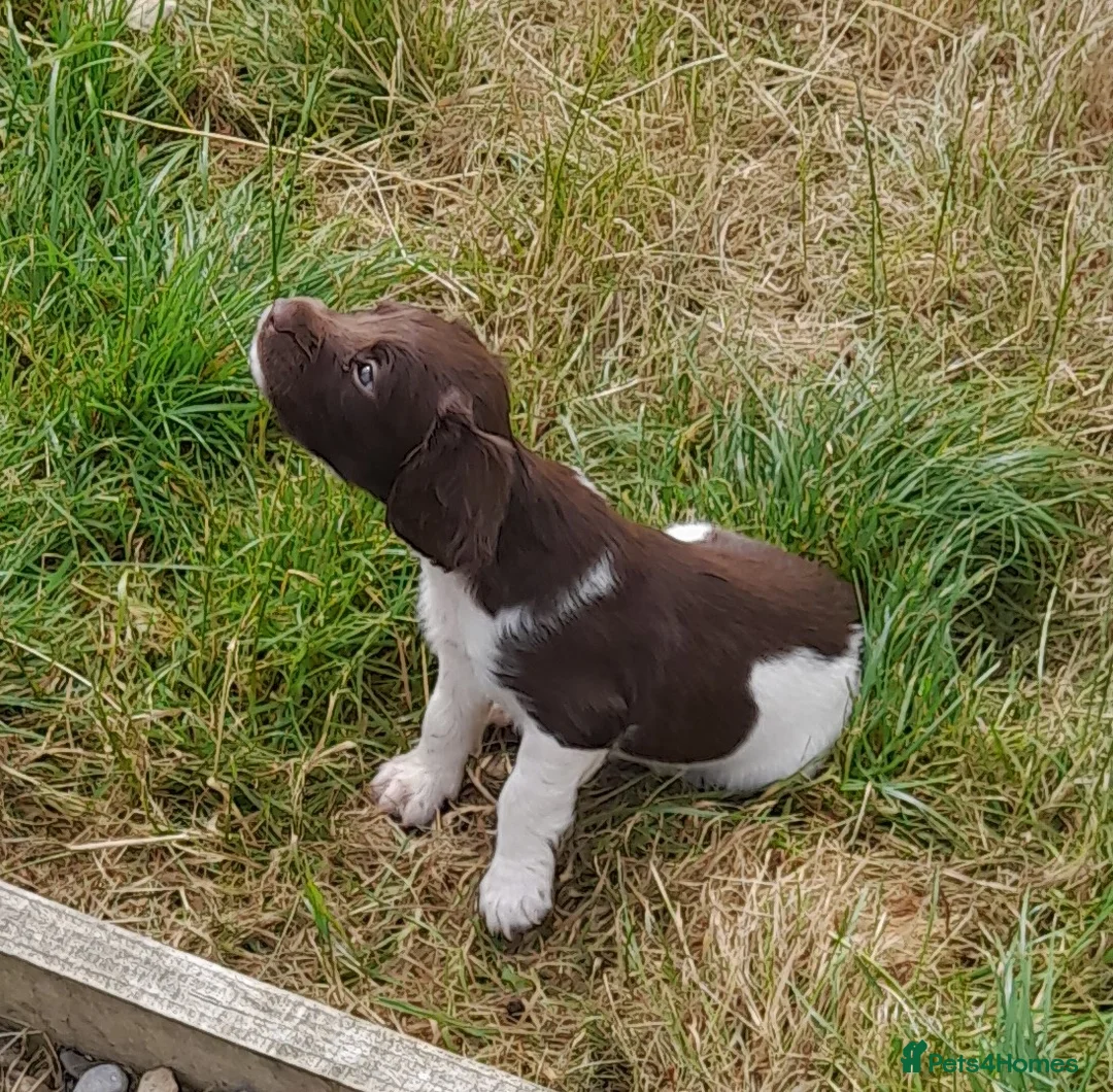 English Springer Spaniel dogs for sale: Gorgeous English Springer Spaniels Puppies - Advert 39