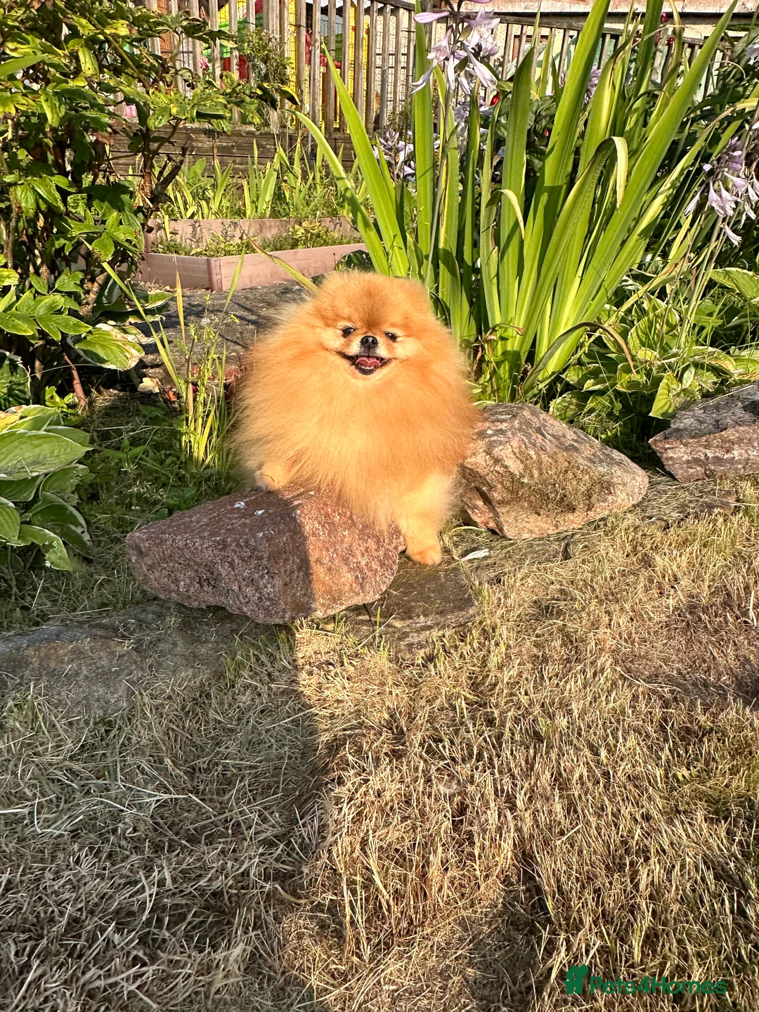 Pomeranian dogs for stud: Absolutely stunning tiny orange sable stud boy in Lanark - Advert 16