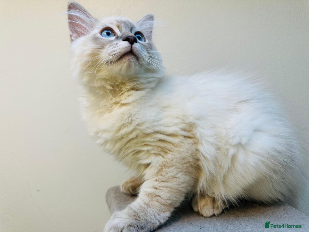 Ragdoll cats for sale: GCCF full pedigree ragdoll kittens  - Image 6