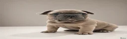 French Bulldog dogs for sale: ⭐️Health cleared KC registered French Bulldogs⭐️ - Advert 3
