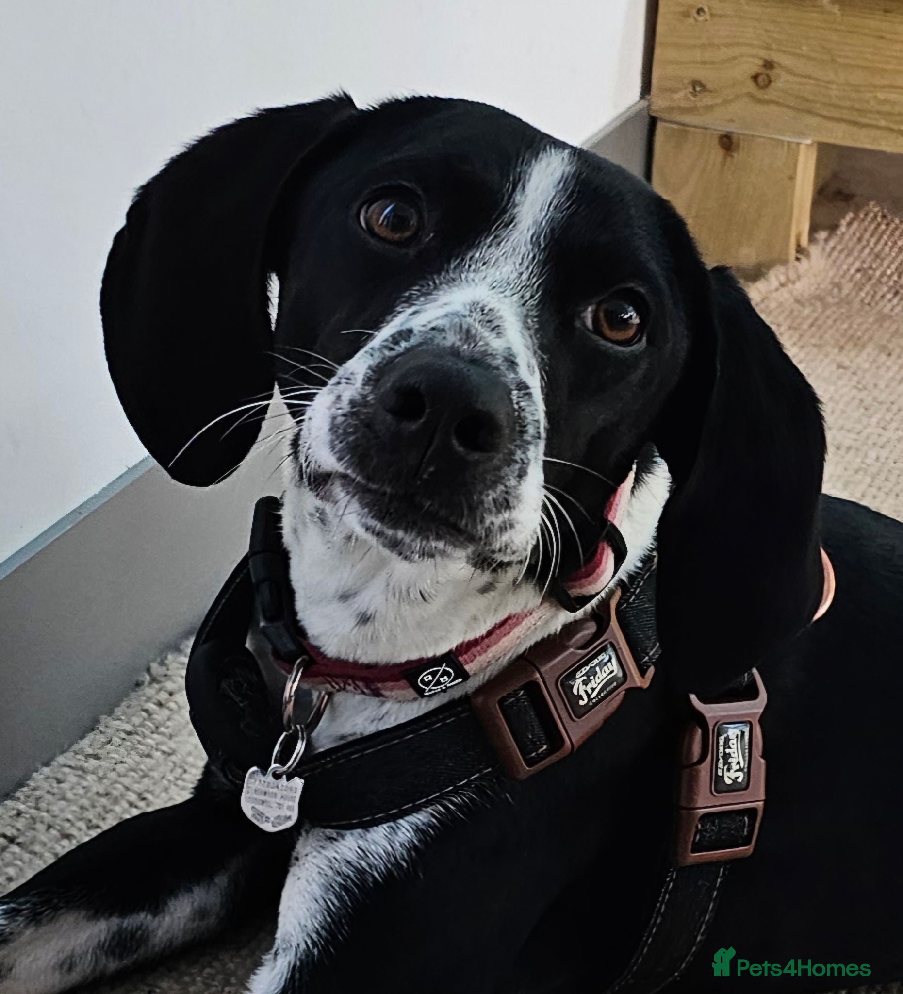 Pointer dogs 18 month old pointer - Advert 6