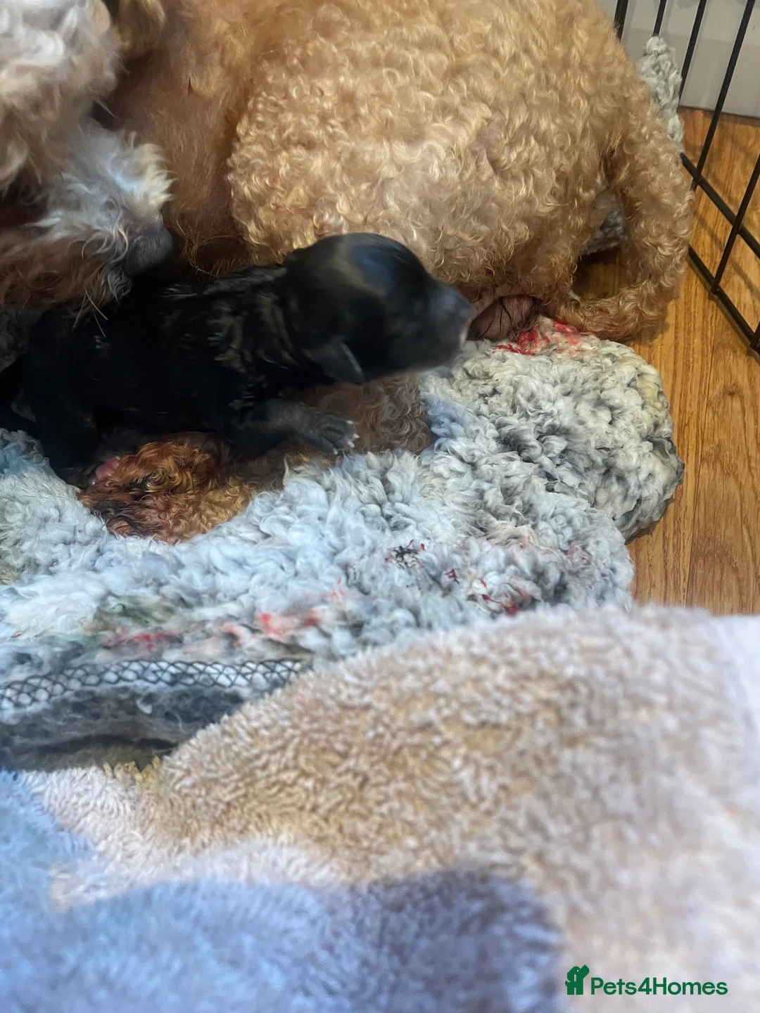 Pomapoo dogs for sale: Wolf sable pomapoos - Advert 16