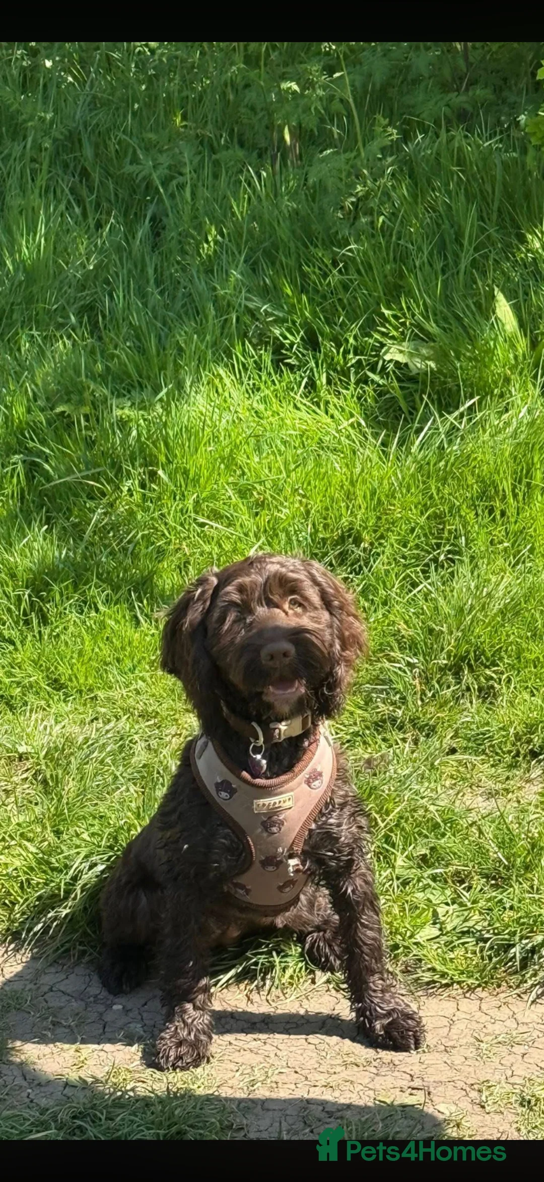 Cockapoo dogs for sale: Lottie cockerpoo  in Malmesbury - Advert 1