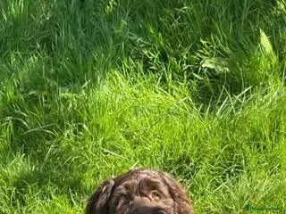 Cockapoo dogs Lottie cockerpoo - Advert 1