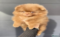 Pomeranian dogs for stud: 💜🧡Lilac & tan KC stud Benji champions in line  in Guildford - Image 31