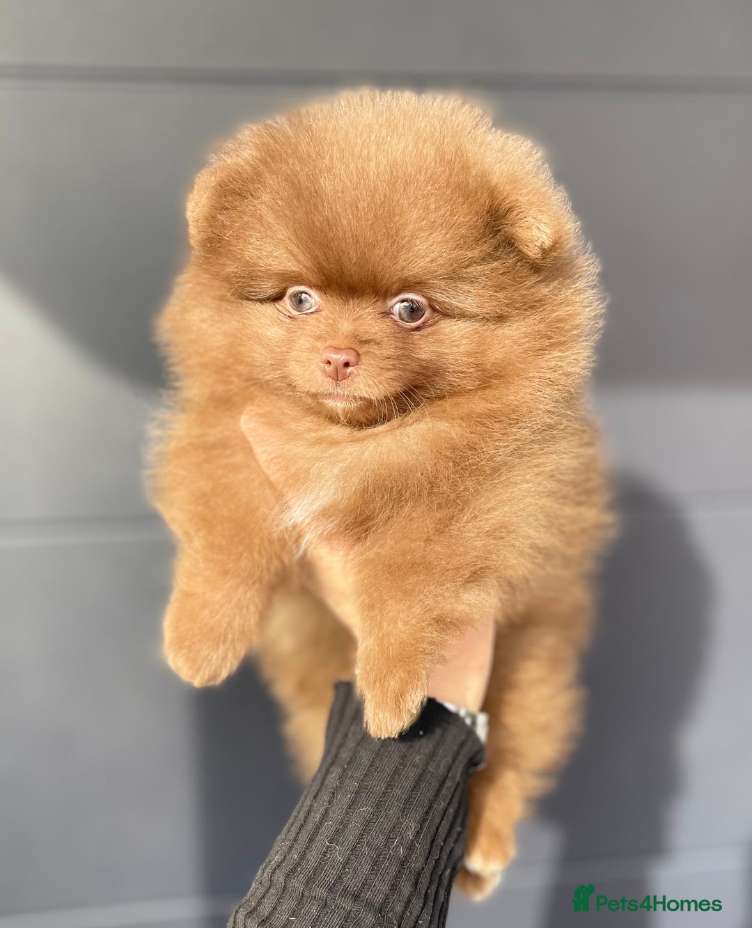 Pomeranian dogs for stud: 💜🧡Lilac & tan KC stud Benji champions in line  in Guildford - Image 31