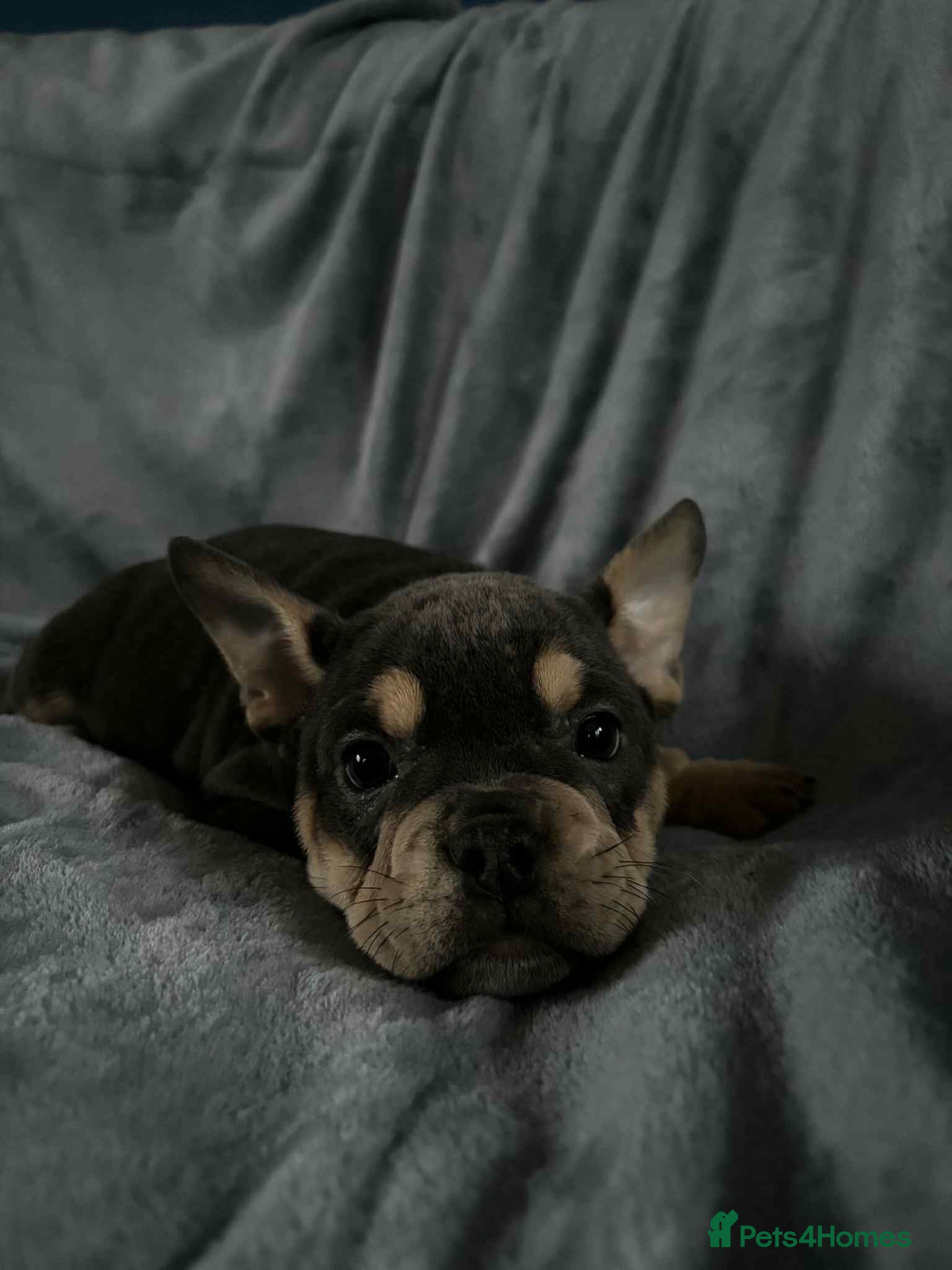 Mixed Breed dogs REDUCED GIRL!! French/English Bulldog Babies - Advert 14