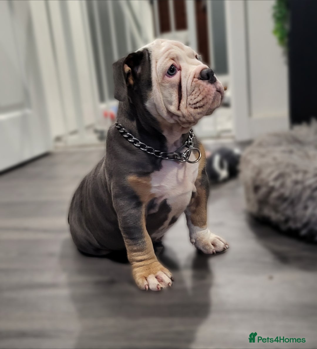 Olde English Bulldogge dogs for sale: Olde English Bulldog Female  - Advert 9