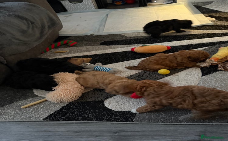 Maltipoo dogs - Advert 2