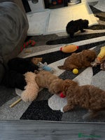 Maltipoo dogs - Advert 1