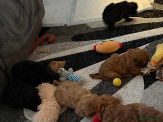 Maltipoo dogs - Advert 3