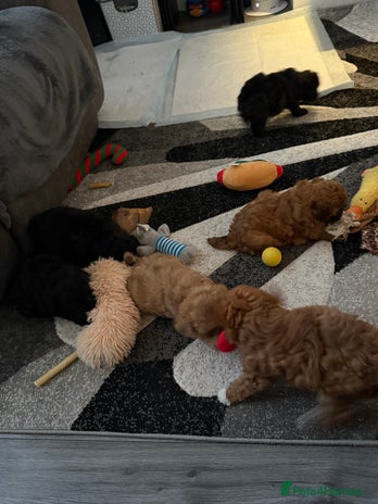 Maltipoo dogs - Advert 2