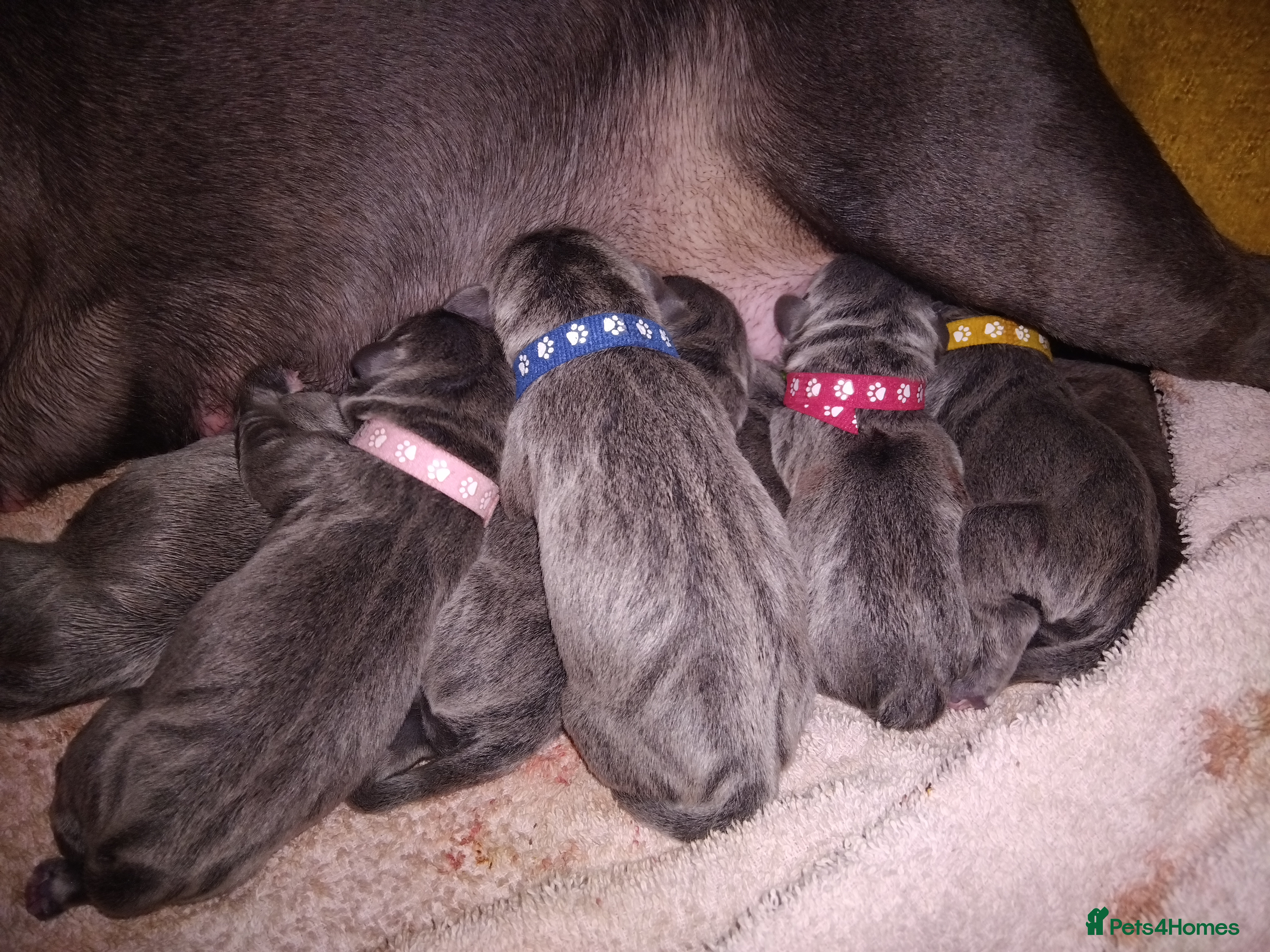 Staffordshire Bull Terrier dogs Blue Staffordshire Bull Terrier Puppies - Advert 4