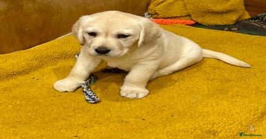 Labrador Retriever dogs First litter pedigree Labrador puppies - Advert 4