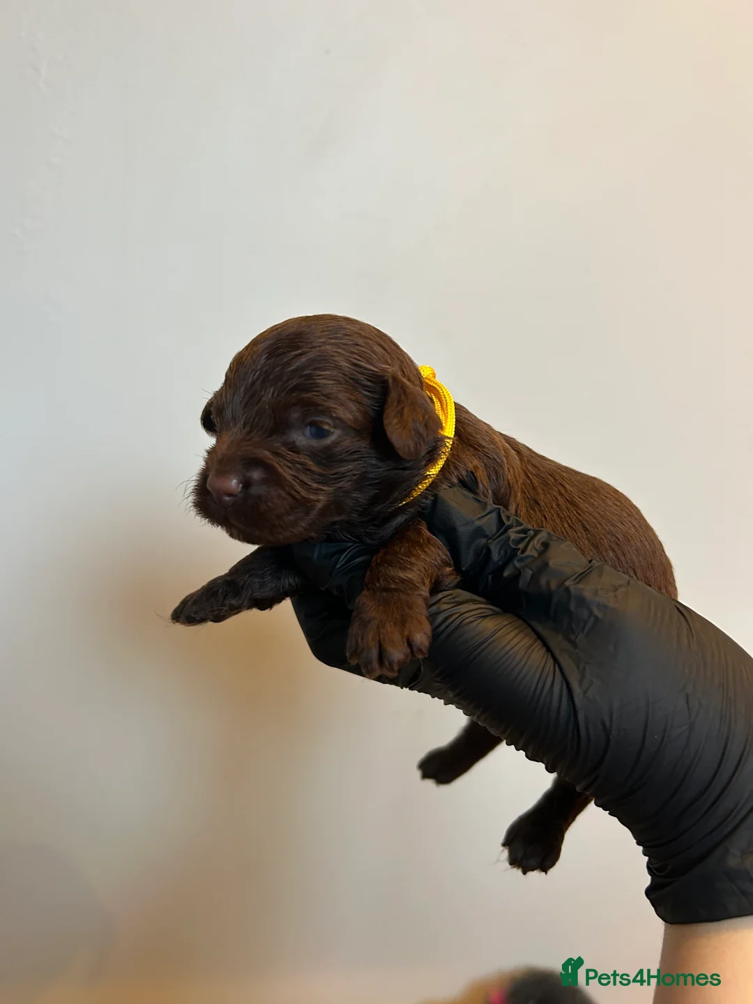 Maltipoo dogs for sale: Chocolate & tan Maltipoos (TOY!) - Advert 23