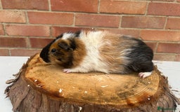 Guinea Pig rodents for sale: Free Male Guinea pigs  - Image 2